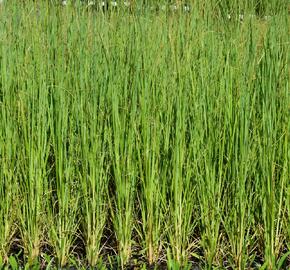 Pampová tráva 'White Feather' - Cortaderia selloana 'White Feather'