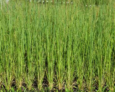 Pampová tráva 'White Feather'