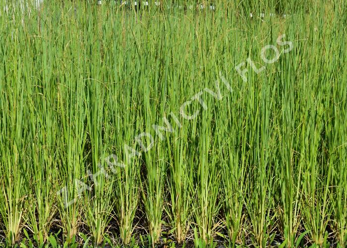 Pampová tráva 'White Feather' - Cortaderia selloana 'White Feather'