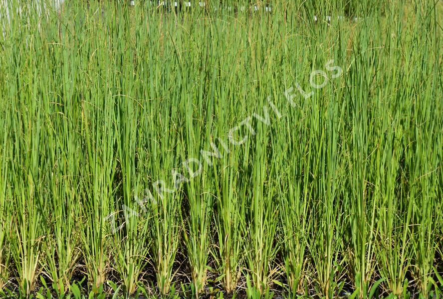 Pampová tráva 'White Feather' - Cortaderia selloana 'White Feather'