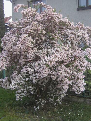 Kolkvície krásná - Kolkwitzia amabilis