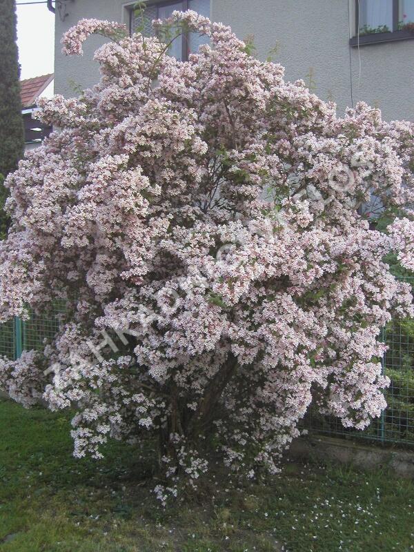 Kolkvície krásná - Kolkwitzia amabilis