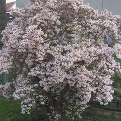 Kolkvície krásná - Kolkwitzia amabilis