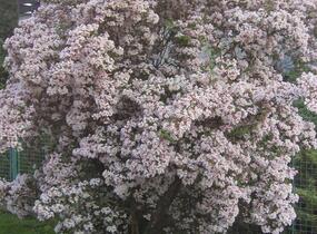 Kolkvície krásná - Kolkwitzia amabilis