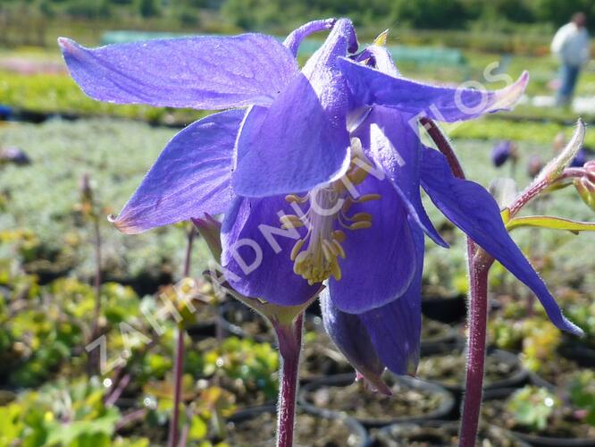 Orlíček alpský - Aquilegia alpina