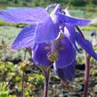 Orlíček alpský - Aquilegia alpina