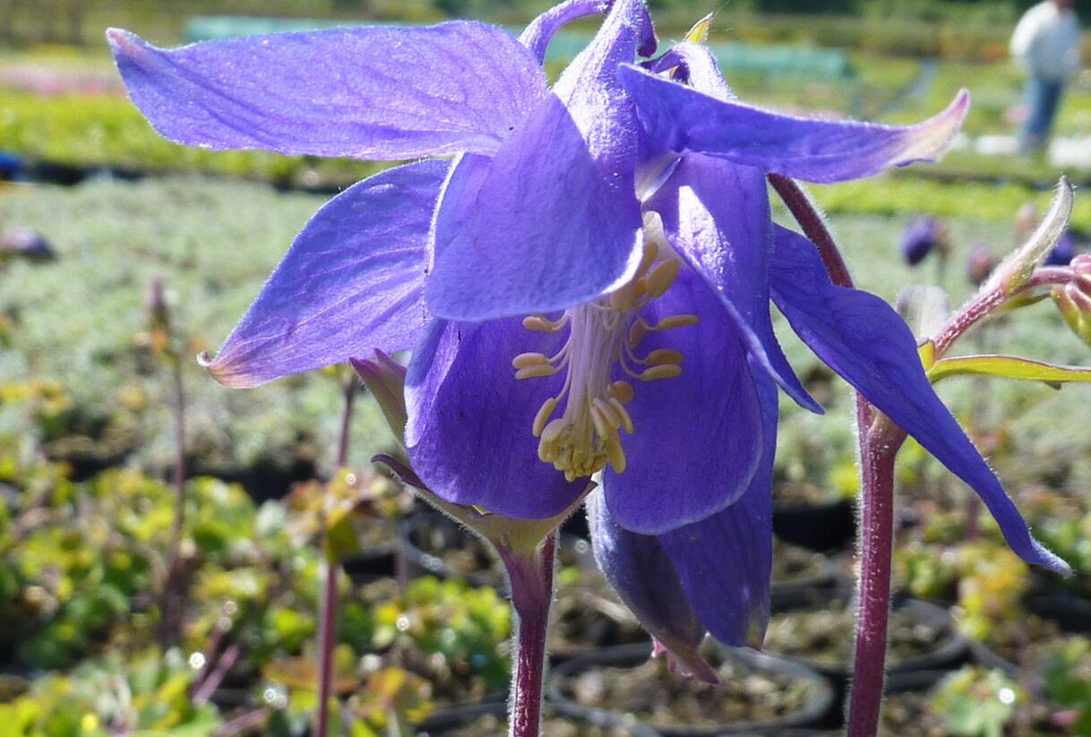 Orlíček alpský - Aquilegia alpina