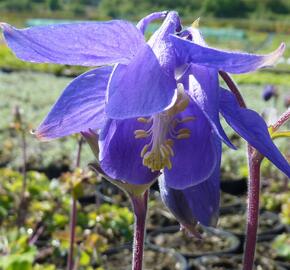 Orlíček alpský - Aquilegia alpina