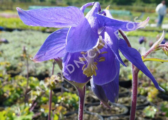 Orlíček alpský - Aquilegia alpina