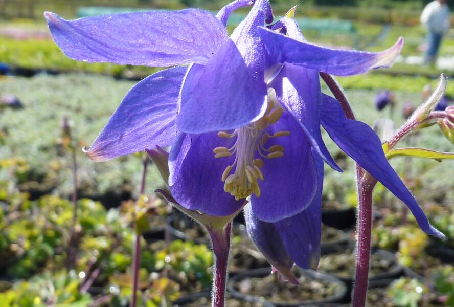 Orlíček alpský - Aquilegia alpina