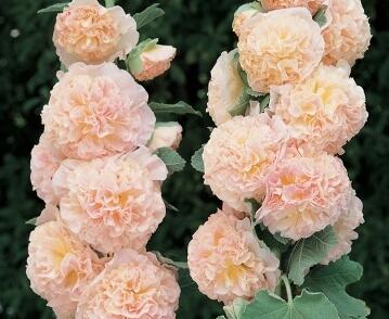 Topolovka růžová 'Chater's Chamois'