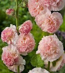 Topolovka růžová 'Chater's Chamois' - Alcea rosea plena 'Chater's Chamois'