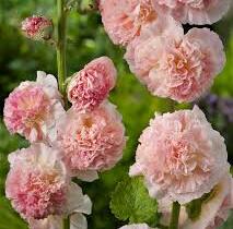 Topolovka růžová 'Chater's Chamois' - Alcea rosea plena 'Chater's Chamois'