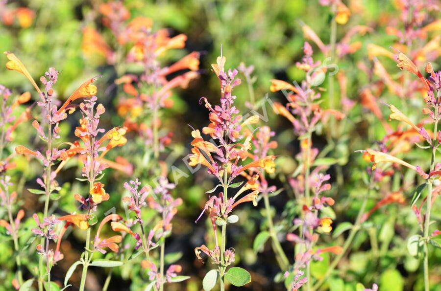 Agastache 'Tango' - Agastache aurantiaca 'Tango'