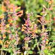 Agastache 'Tango' - Agastache aurantiaca 'Tango'