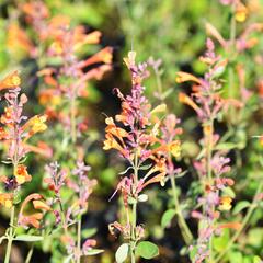 Agastache 'Tango' - Agastache aurantiaca 'Tango'