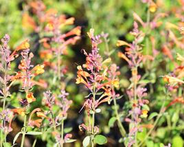 Agastache 'Tango'