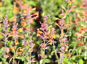 Agastache 'Tango' - Agastache aurantiaca 'Tango'