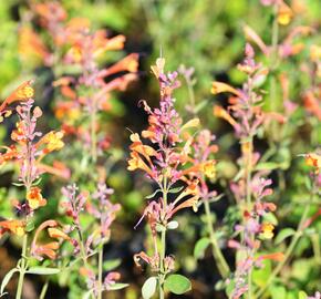 Agastache 'Tango' - Agastache aurantiaca 'Tango'