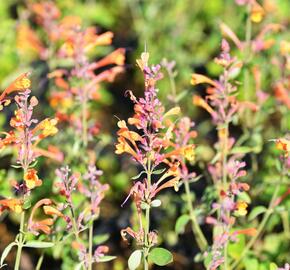 Agastache 'Tango' - Agastache aurantiaca 'Tango'