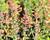 Agastache 'Tango'