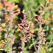 Agastache 'Tango' - Agastache aurantiaca 'Tango'