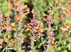 Agastache 'Tango' - Agastache aurantiaca 'Tango'