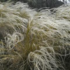 Kavyl Ivanův - Stipa pennata