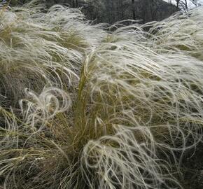 Kavyl Ivanův - Stipa pennata