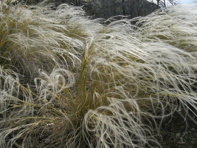 Kavyl - Stipa pennata