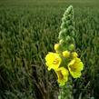 Divizna olympijská - Verbascum olympicum