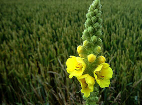 Divizna olympijská - Verbascum olympicum