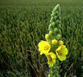 Divizna olympijská - Verbascum olympicum