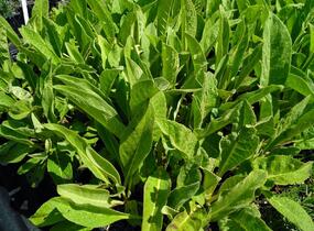 Divizna olympijská - Verbascum olympicum