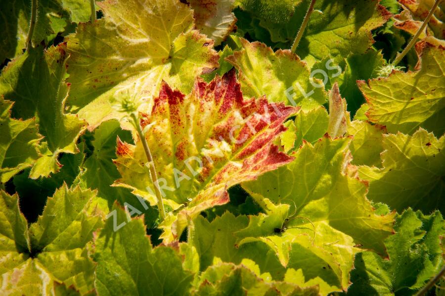 Dlužicha 'Autumn Bride' - Heuchera americana 'Autumn Bride'