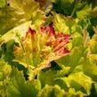 Dlužicha 'Autumn Bride' - Heuchera americana 'Autumn Bride'