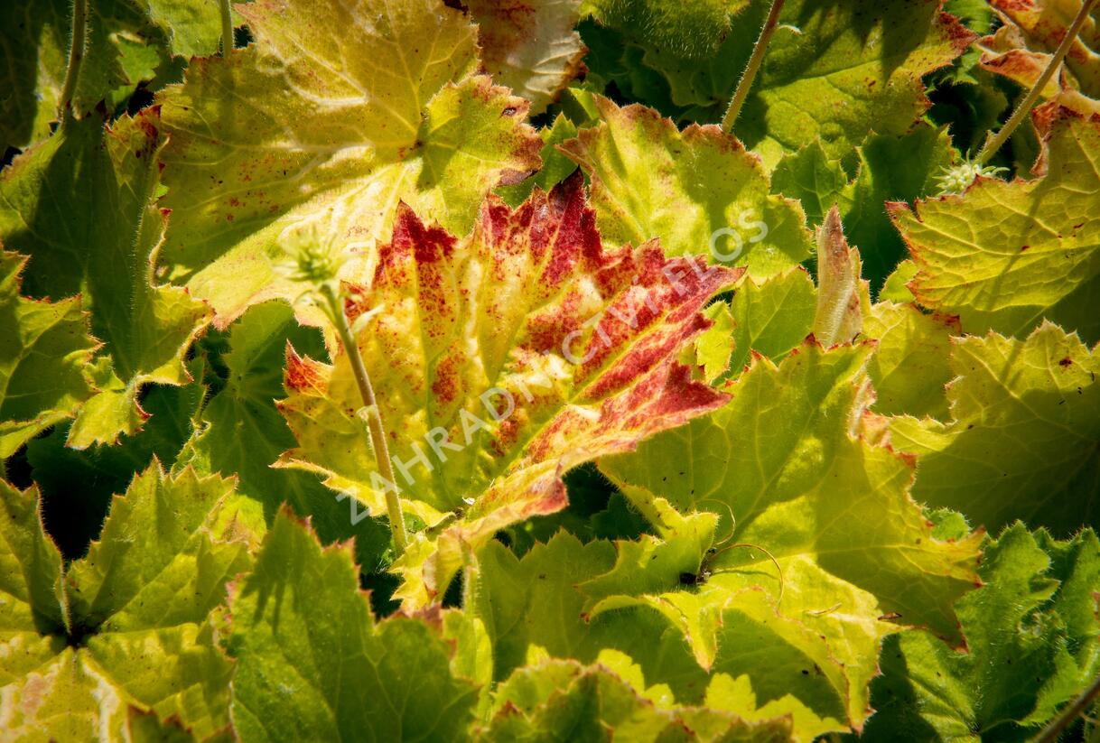 Dlužicha 'Autumn Bride' - Heuchera hybrid 'Autumn Bride'