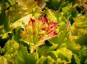Dlužicha 'Autumn Bride' - Heuchera hybrid 'Autumn Bride'