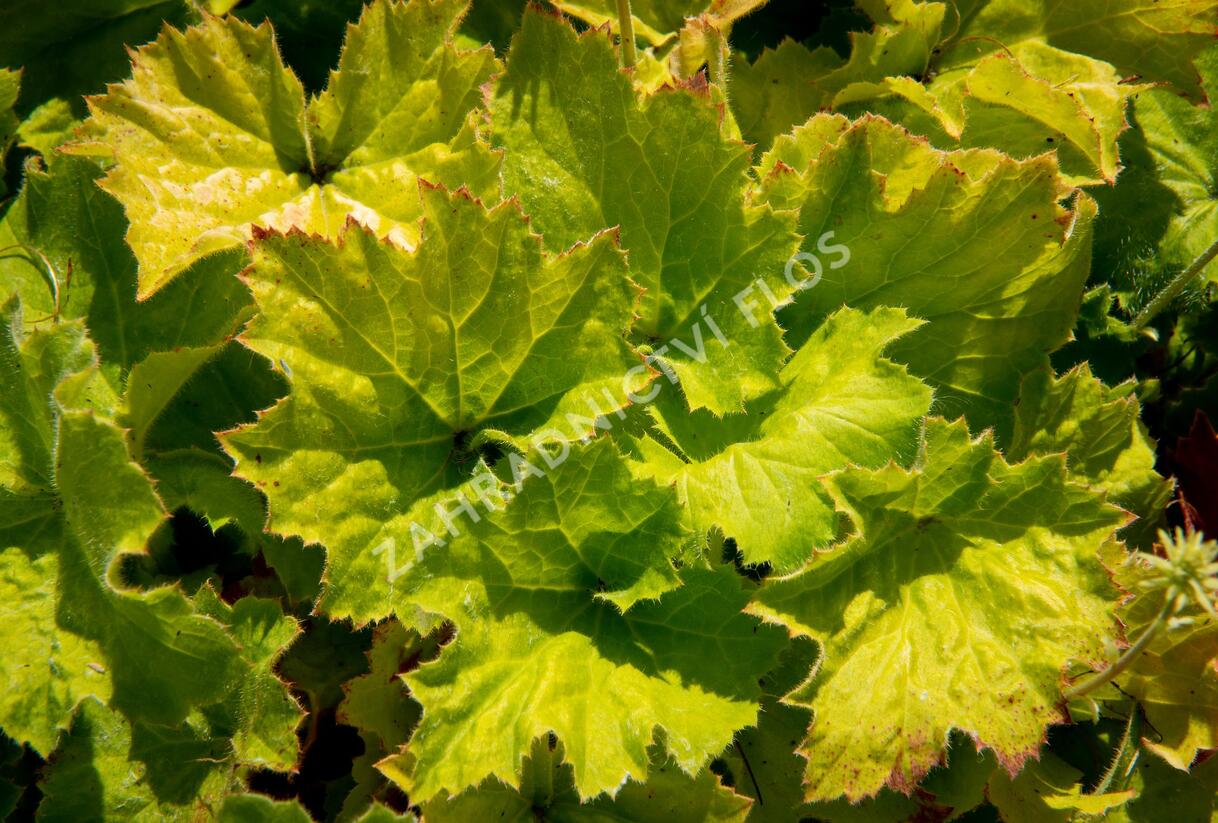 Dlužicha 'Autumn Bride' - Heuchera hybrid 'Autumn Bride'