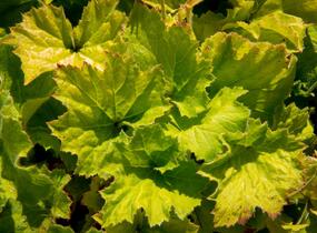 Dlužicha 'Autumn Bride' - Heuchera hybrid 'Autumn Bride'