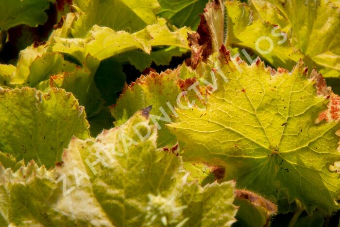 Dlužicha 'Autumn Bride' - Heuchera americana 'Autumn Bride'