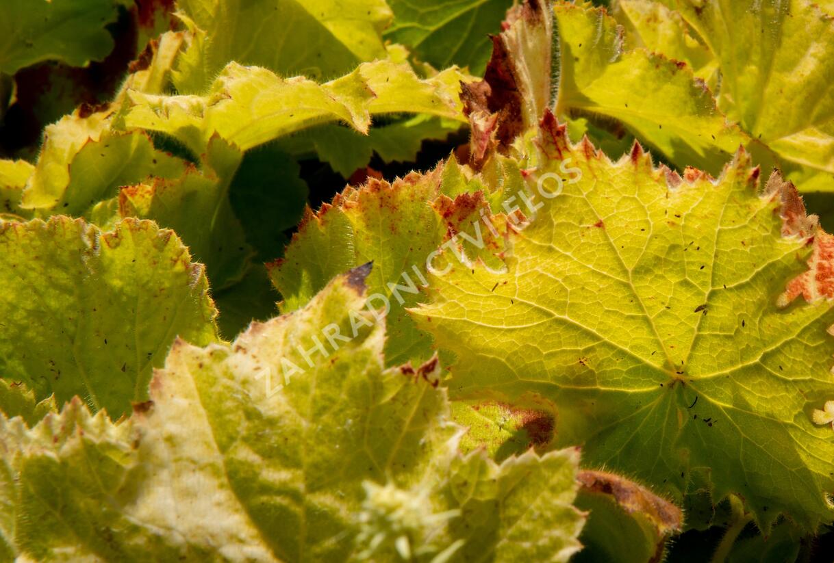 Dlužicha 'Autumn Bride' - Heuchera hybrid 'Autumn Bride'
