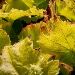 Dlužicha 'Autumn Bride' - Heuchera americana 'Autumn Bride'