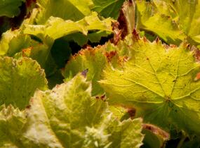 Dlužicha 'Autumn Bride' - Heuchera hybrid 'Autumn Bride'