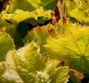 Dlužicha 'Autumn Bride' - Heuchera hybrid 'Autumn Bride'