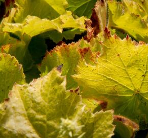 Dlužicha 'Autumn Bride' - Heuchera americana 'Autumn Bride'