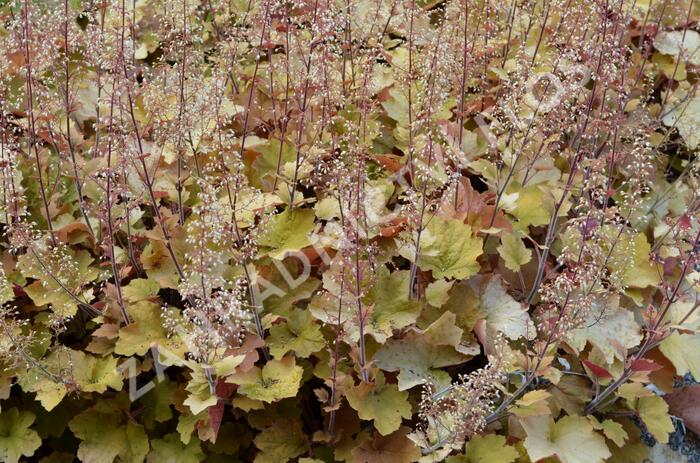 Dlužicha americká - Heuchera americana