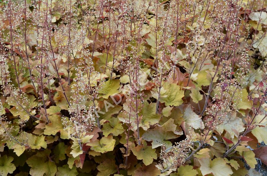 Dlužicha americká - Heuchera americana