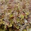 Dlužicha americká - Heuchera americana