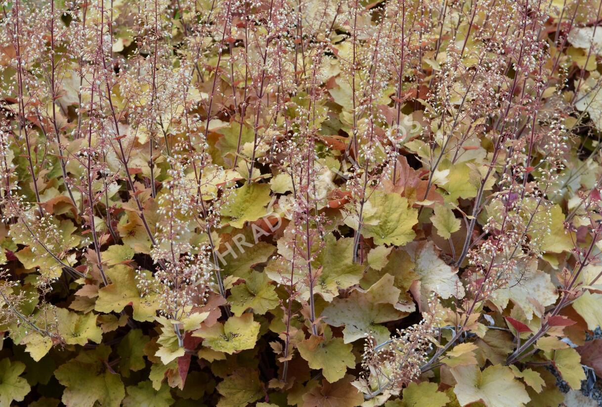 Dlužicha americká - Heuchera americana